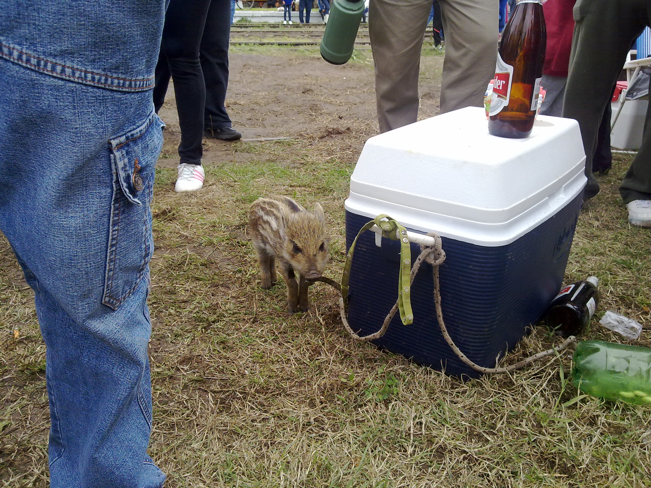 fotos/2012-10-07 - Fiesta del cordero/07102012382.jpg